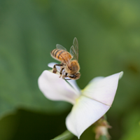Spotlight: Kimberly Davis and Books for Beekeeping